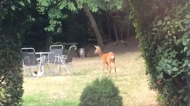 A deer in a garden