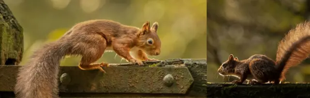 Red squirrels