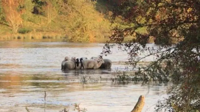 Sheep in water