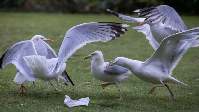 Seagulls