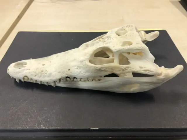 Crocodile skull