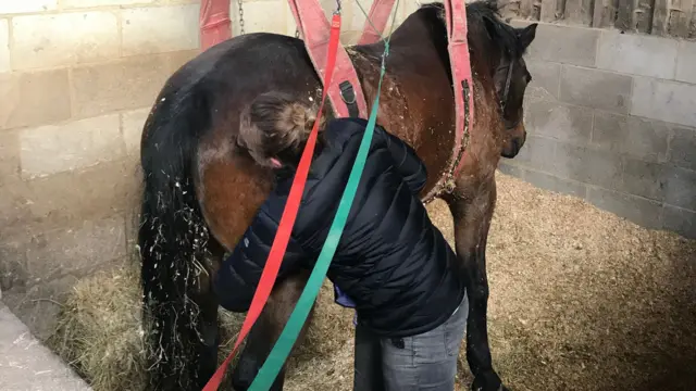 A horse being lifted