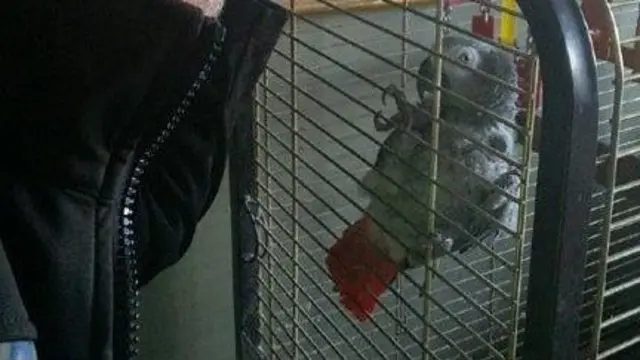 A parrot in a cage