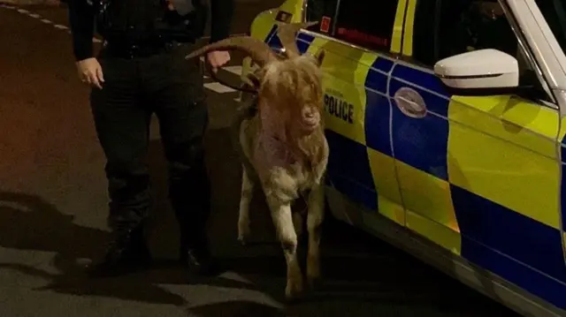 A goat and a police officer