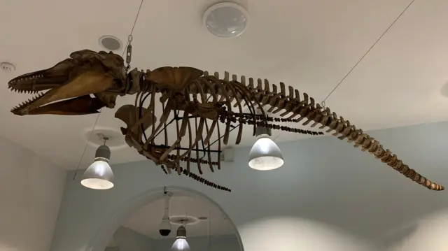 Whale skeleton