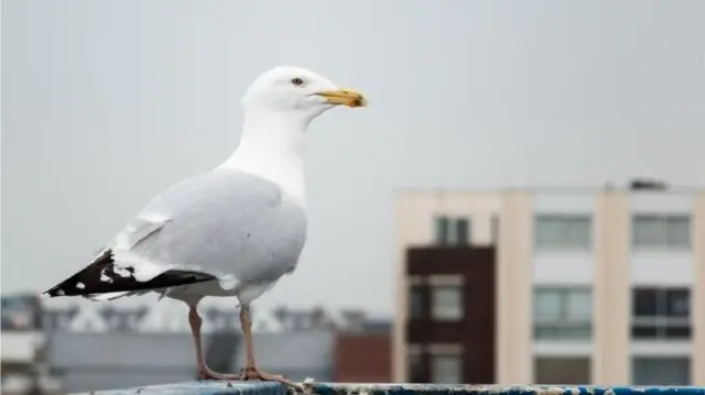 A seagull