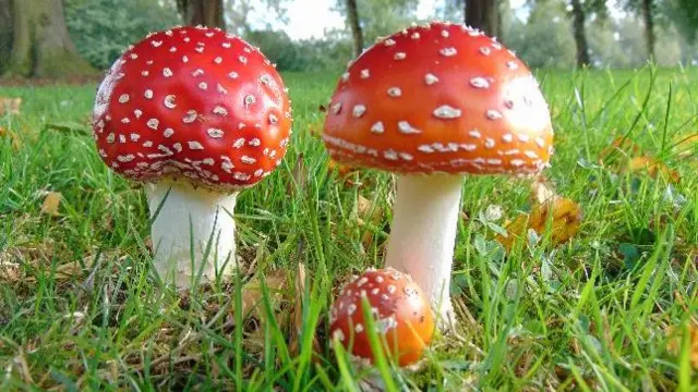 Mushrooms