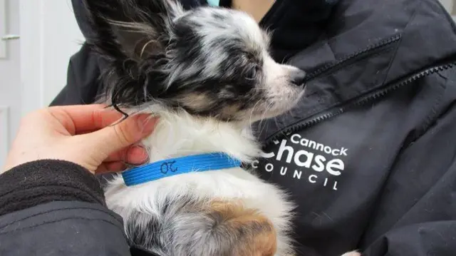 A dog being held by a Cannock Chase District Council officer.