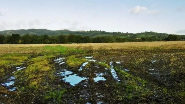 Wet field