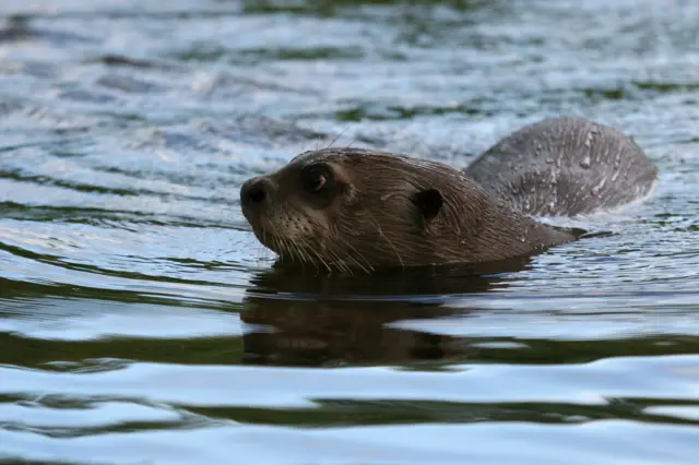 An otter