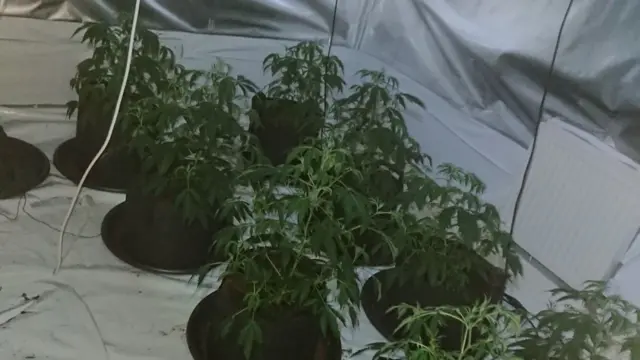 Cannabis plants found in Solihull earlier this year