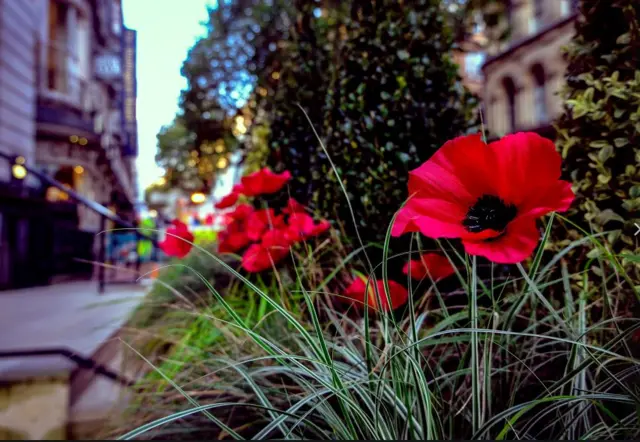 Poppies