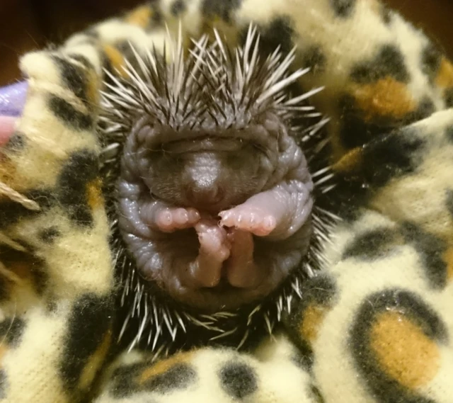 Hoglet