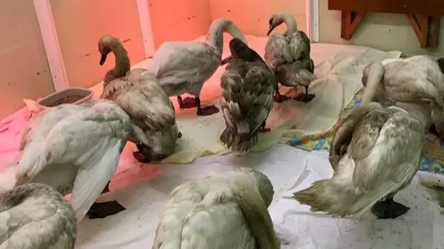 Swans