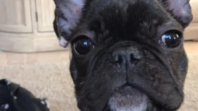 Wilma