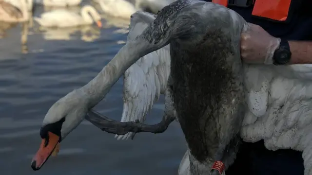 A swan covered in oil