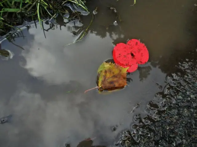 Poppy in puddle