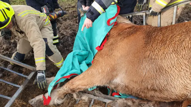 Pamela the horse trapped in Yeadon