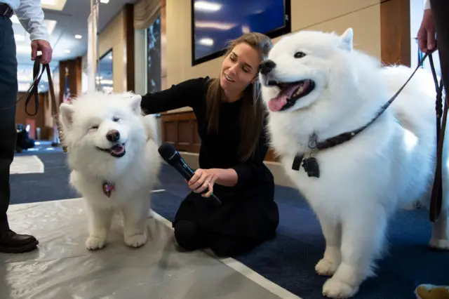 Therapy dogs on Capitol Hill