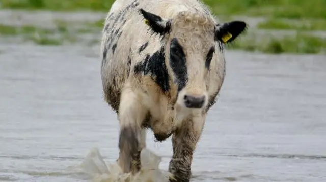 Cow in flood water