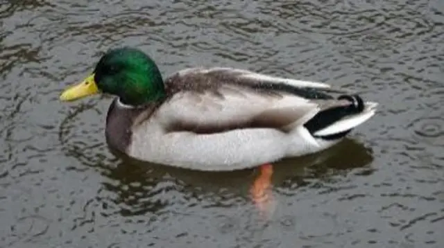 Duck in Brierley Hill