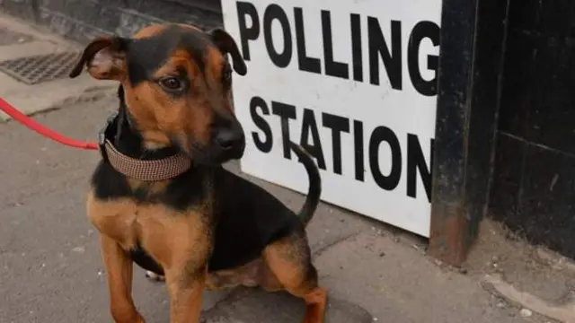 Dog at polling station