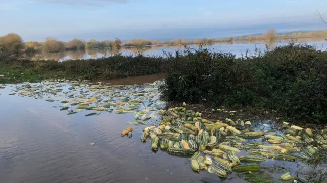 Marrows in flood water