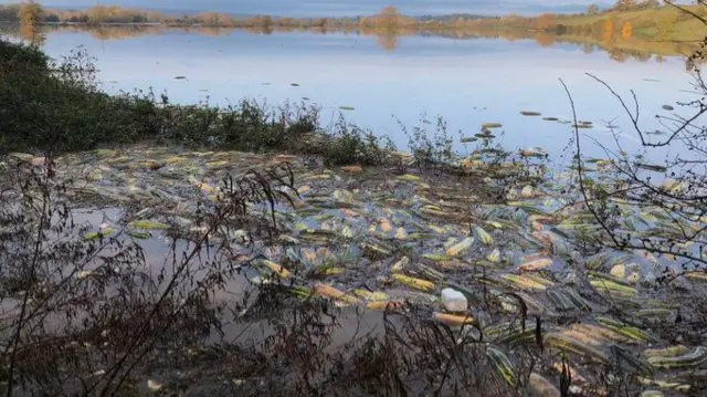 Marrows in the water