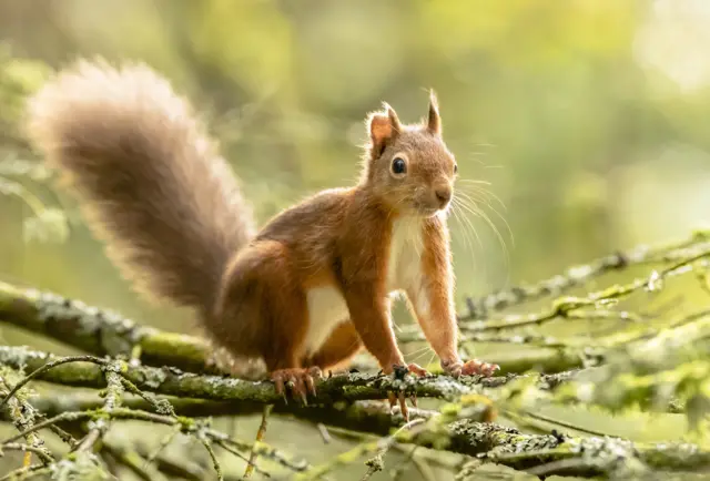 A red squirrel