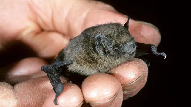 Pipistrelle bat