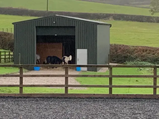 Horses at new home