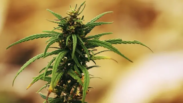 A cannabis plant is seen in close-up in this photograph