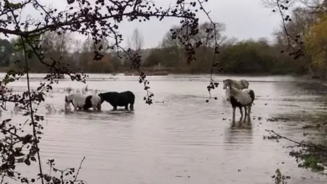 Ponies in water