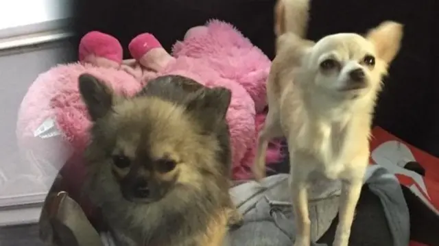 chihuahuas