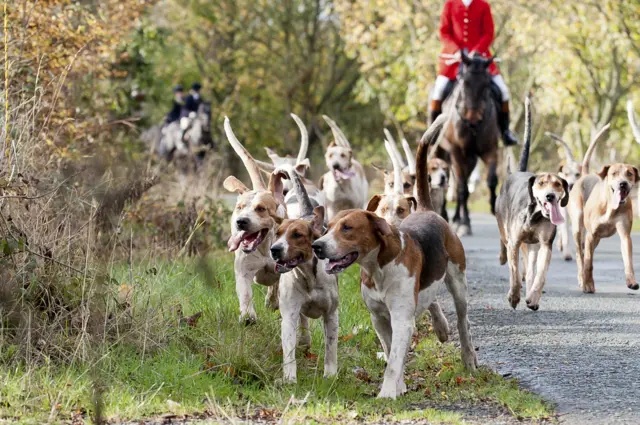 Fox hunting scene