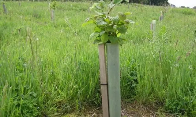 Staked sapling