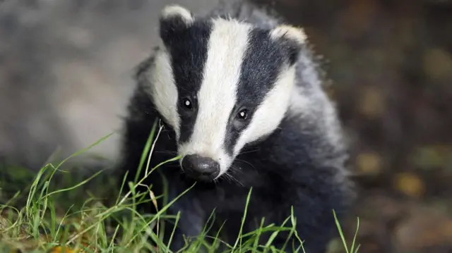 Stock photo of a badger