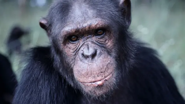 Chimpanzee