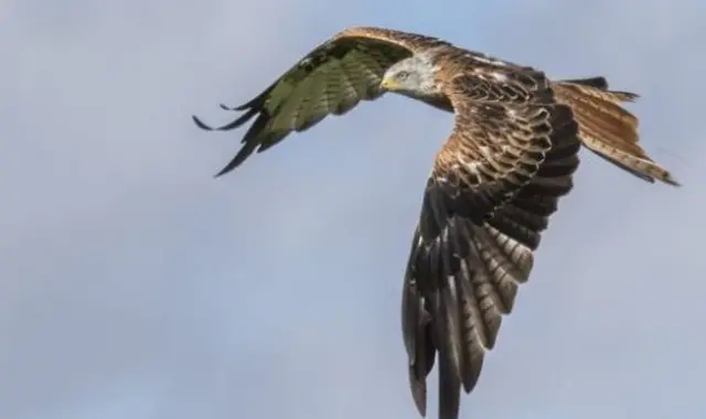 Red kite