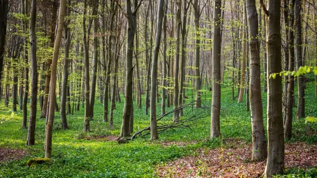 Trees in a forest