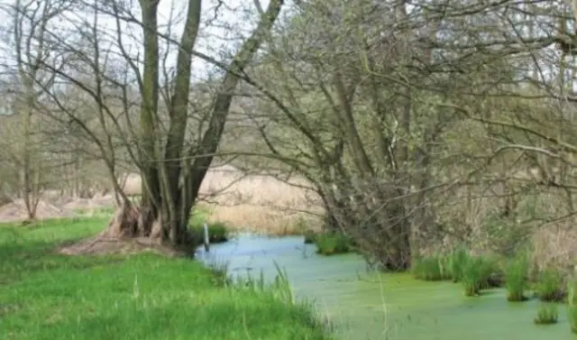 Askham Bog