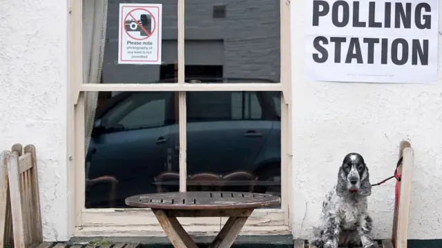 Dog on a chair outside a polling station