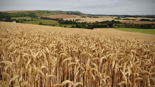 Fields of wheat