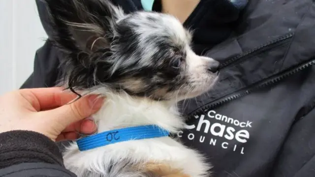 A dog in a council officer's arms