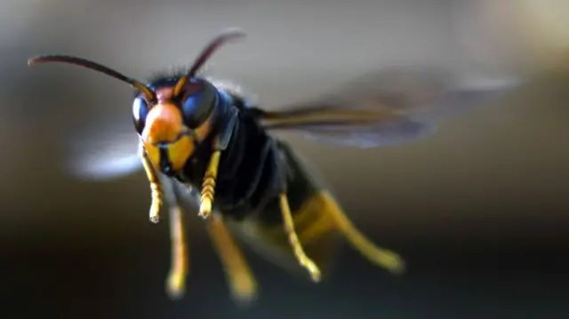 Asian hornet