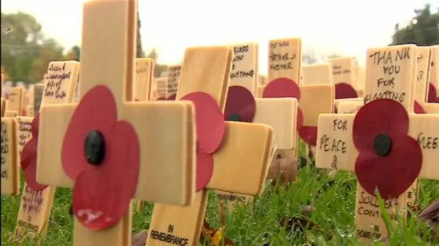 Some of the thousands of poppies