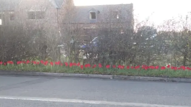 Poppy display in Moira