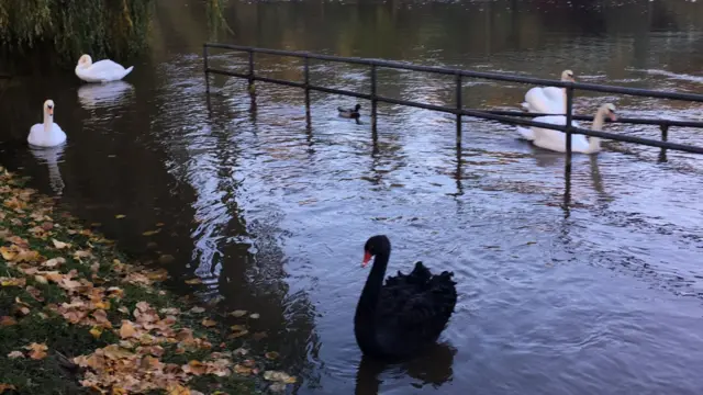 The black swan on flood water