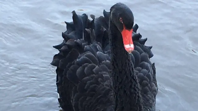 The black swan