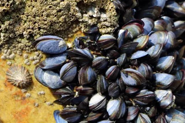 Mussels